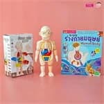 ปกหนังสือ ระบบร่างกายมนุษย์ Human Body ระดับประถม +โมเดลร่างกายมนุษย์