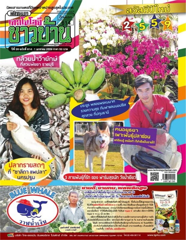 ปกหนังสือ เทคโนโลยีชาวบ้าน ฉ.614 ปักษ์แรก ม.ค 59